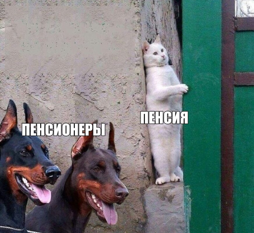 кот прячется от собак мем кот прячется от собак мем