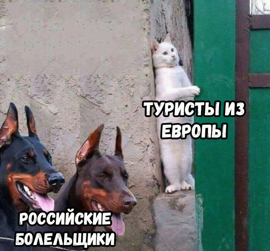 кот прячется от собак мем кот прячется от собак мем