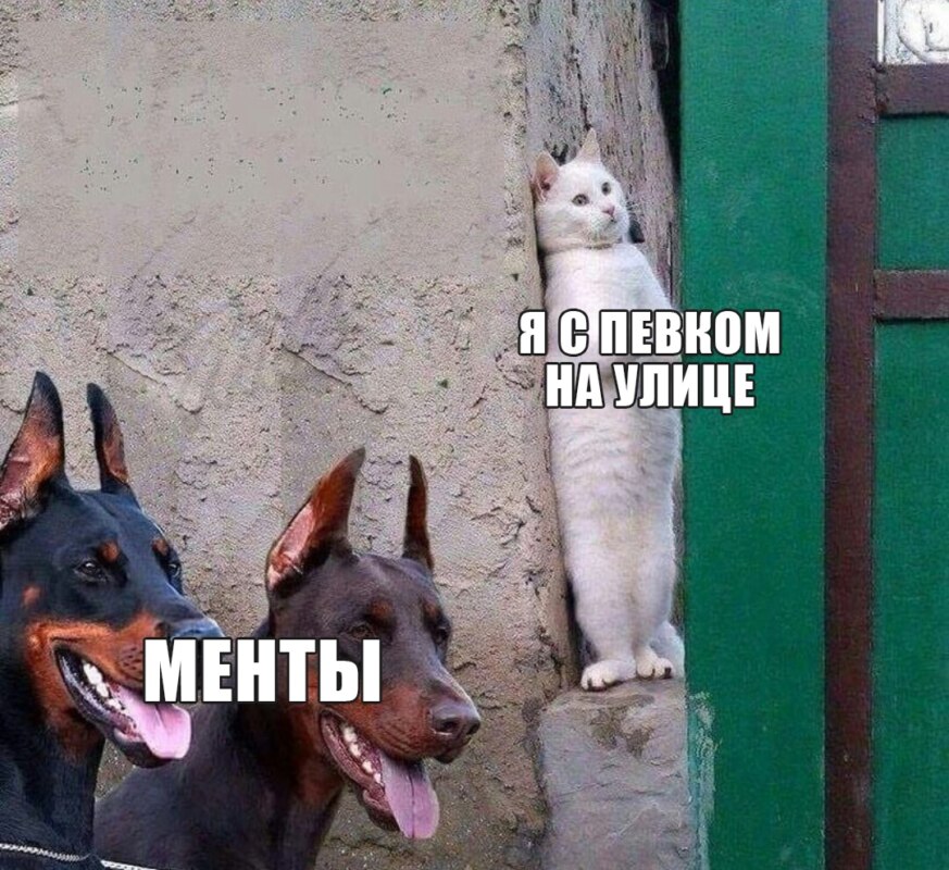 кот прячется от собак мем кот прячется от собак мем