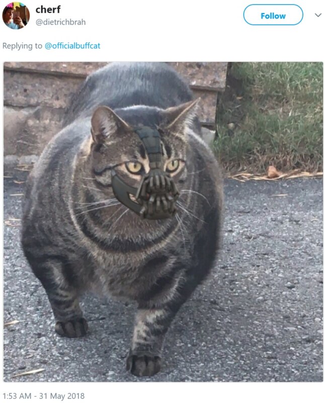 Кот-качок