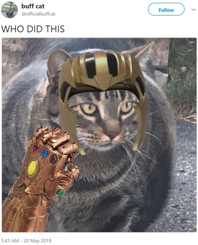 Кот-качок
