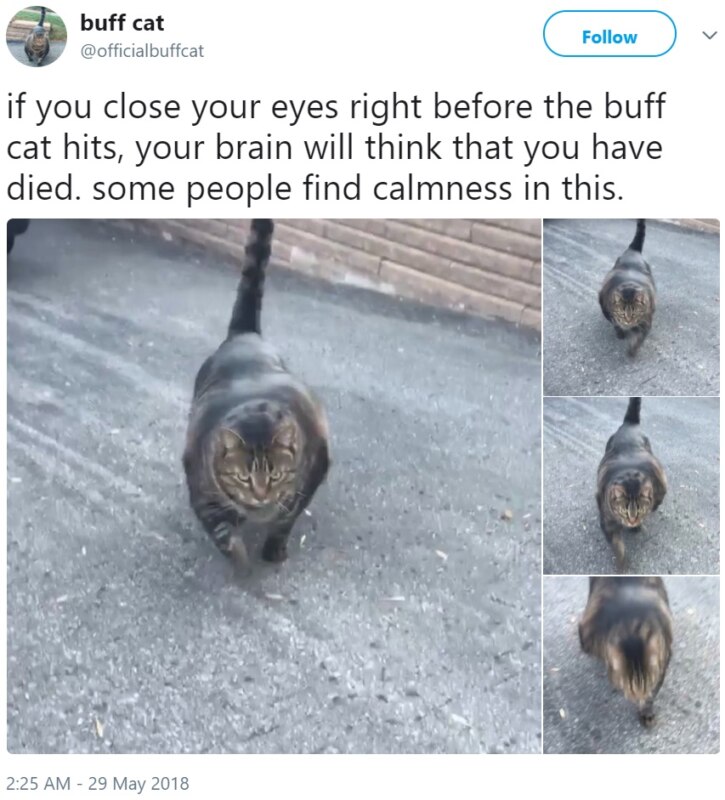 Кот-качок