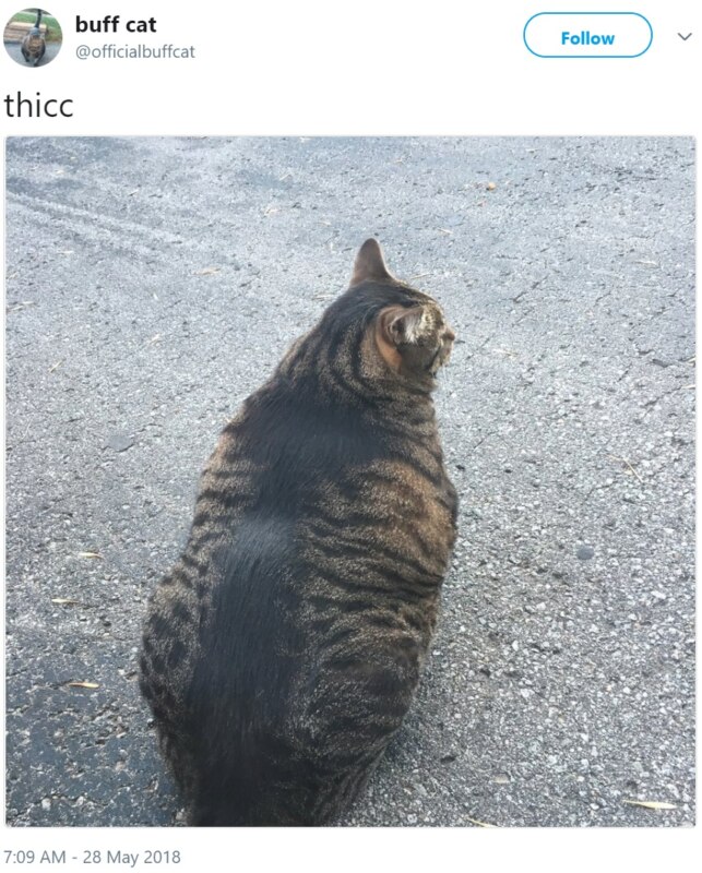 Кот-качок