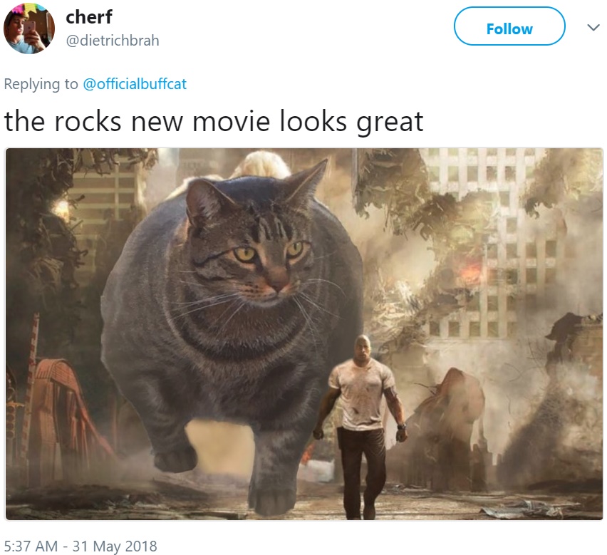 Кот-качок