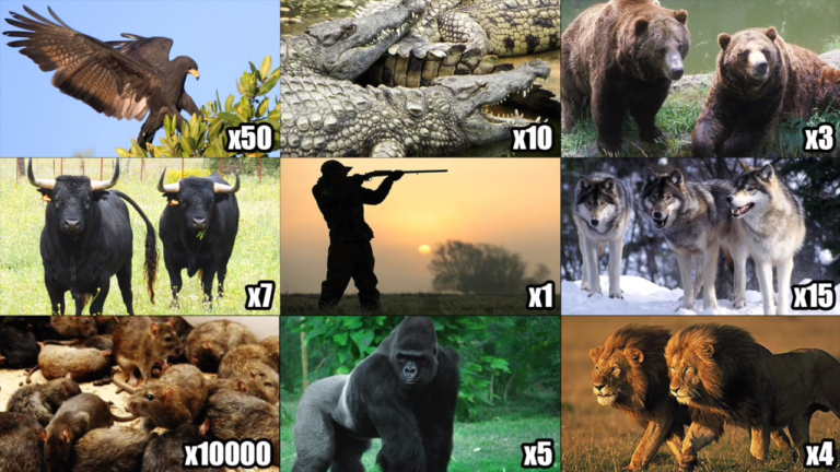 TierZoo разобрал мем "Собери свою команду"