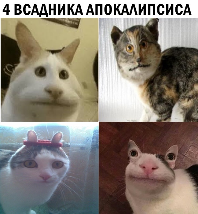 Вежливый кот