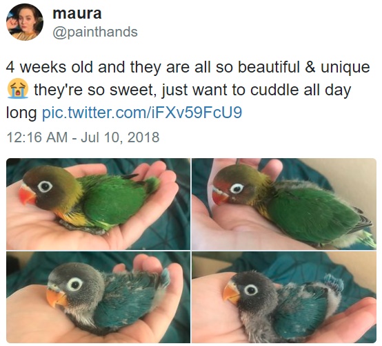 Bird Tiddy Goth Gf Bird Tiddy Goth Gf