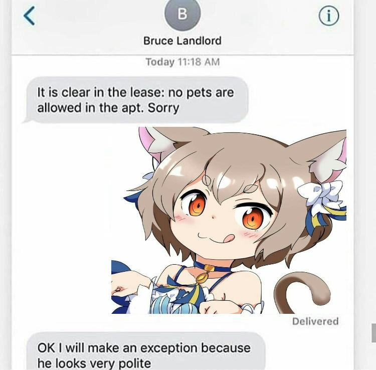Вежливый кот