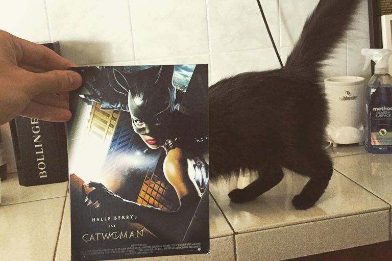Коты и постеры