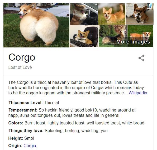 Паблик о собаках пародирует справки Google