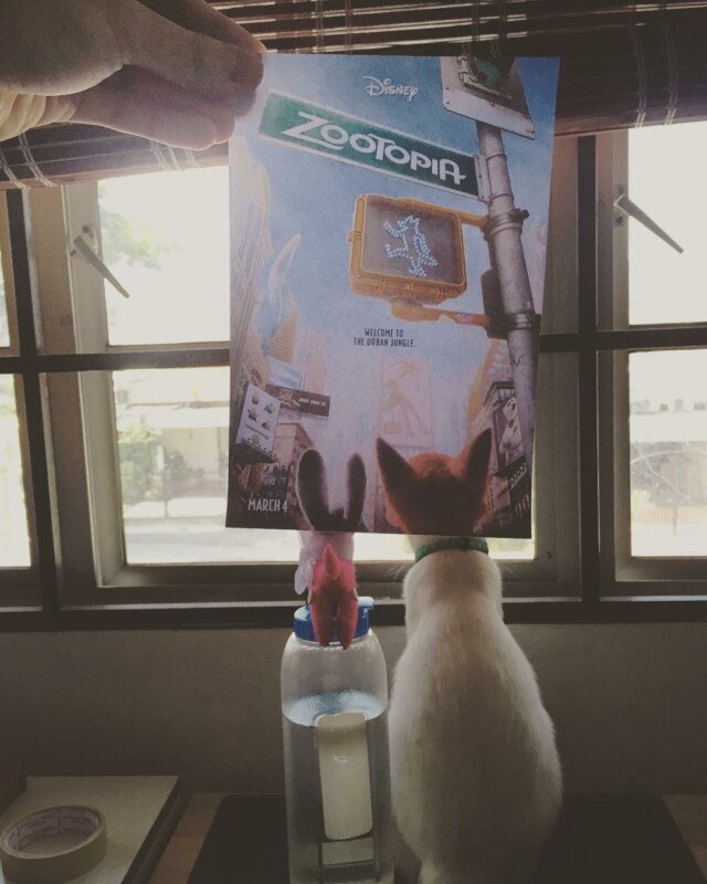 Коты и постеры Коты и постеры