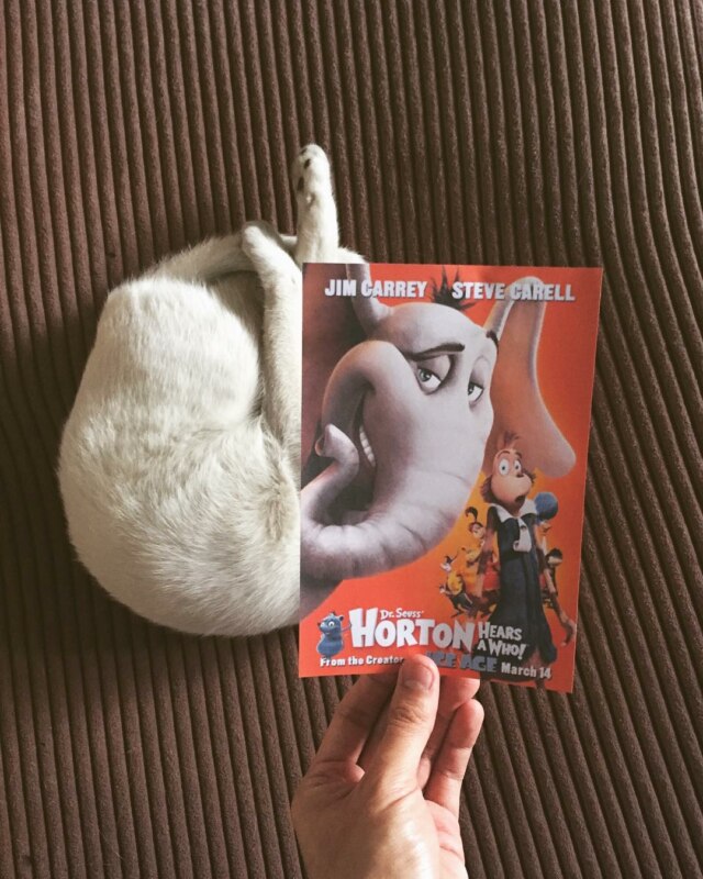 Коты и постеры Коты и постеры