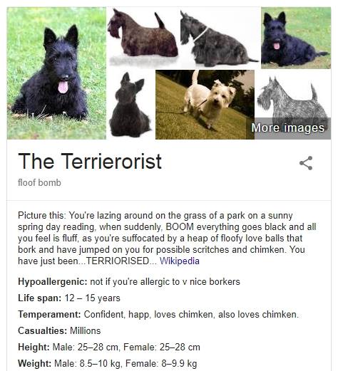 Паблик о собаках пародирует справки Google