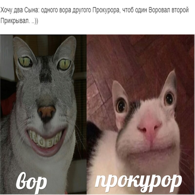 Вежливый кот