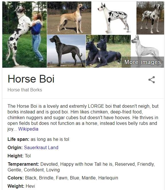 Паблик о собаках пародирует справки Google