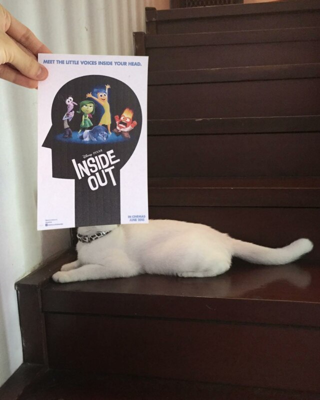 Коты и постеры Коты и постеры