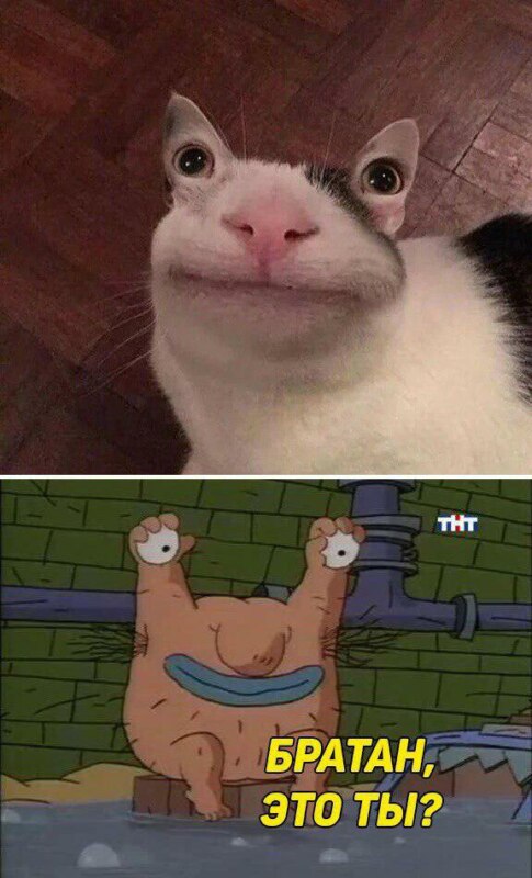 Вежливый кот