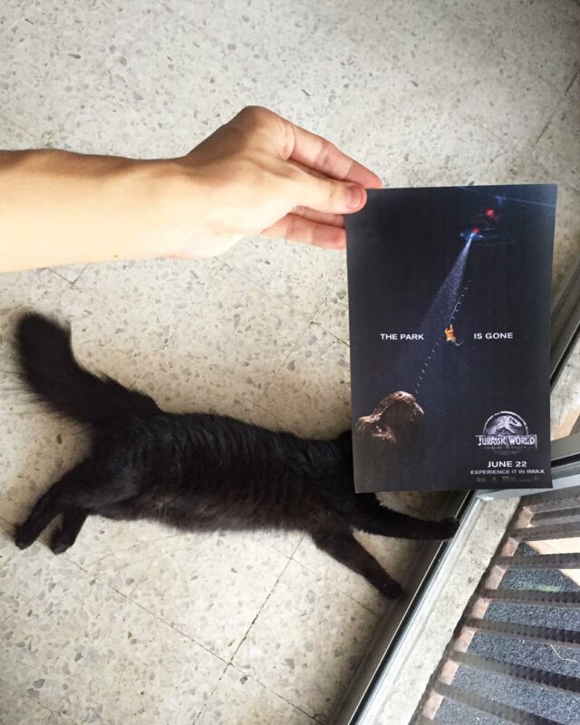 Коты и постеры Коты и постеры