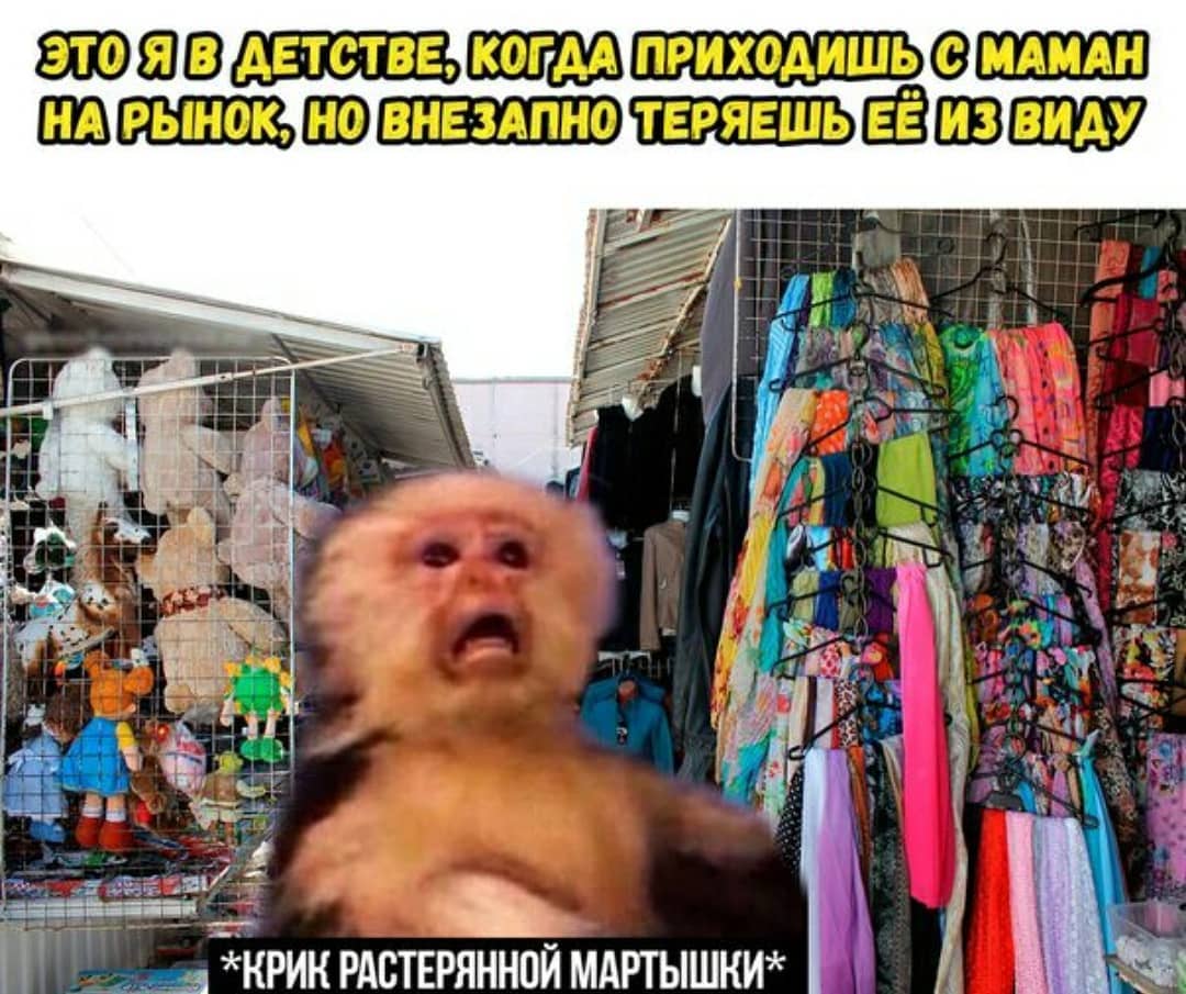 Крик растерянной мартышки Крик растерянной мартышки