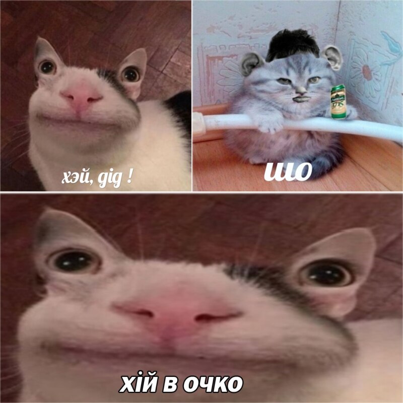 Вежливый кот