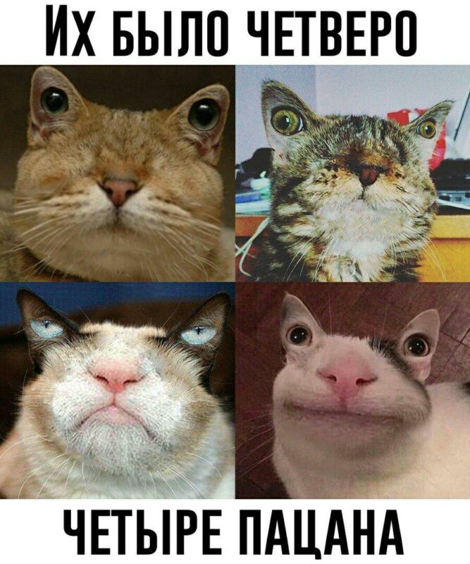 Вежливый кот