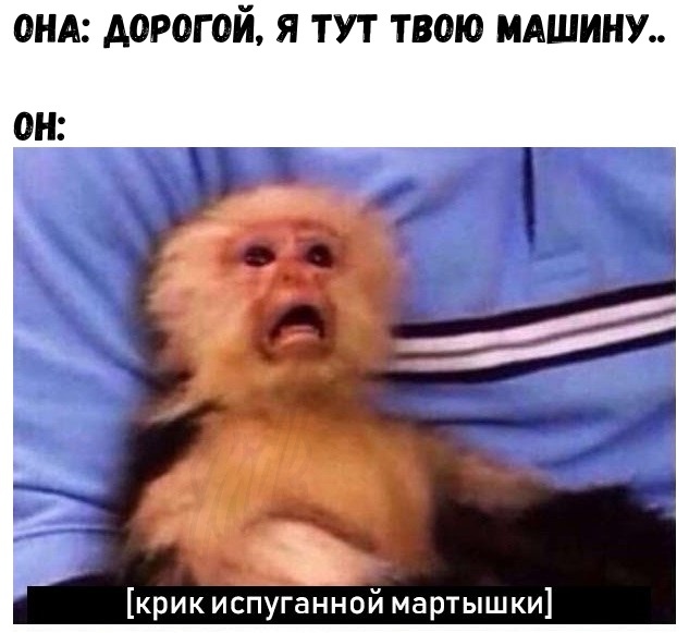 Крик растерянной мартышки Крик растерянной мартышки