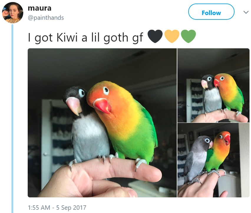 Bird Tiddy Goth Gf Bird Tiddy Goth Gf
