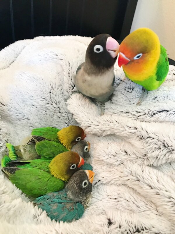 Bird Tiddy Goth Gf Bird Tiddy Goth Gf