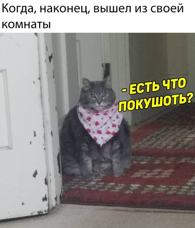 Есть чо покушот кот в слюнявчике мем