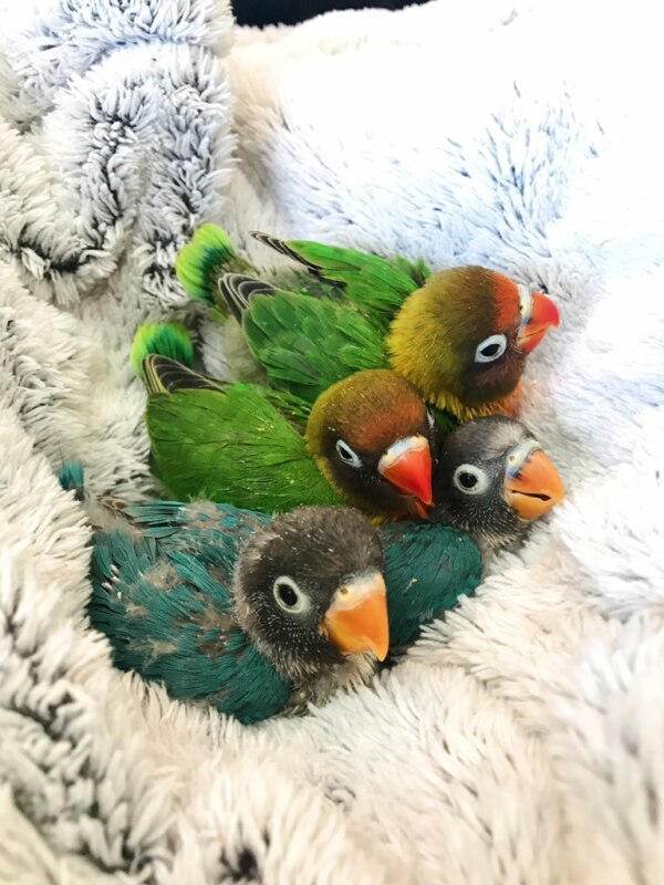 Bird Tiddy Goth Gf Bird Tiddy Goth Gf
