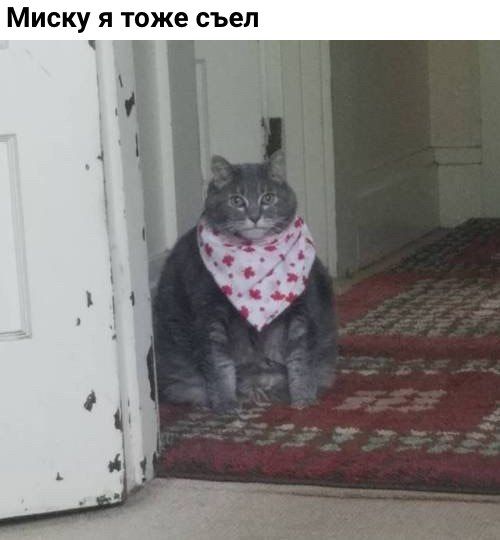 Есть чо покушот кот в слюнявчике мем