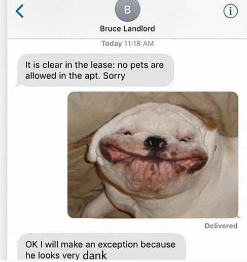 Вежливый кот