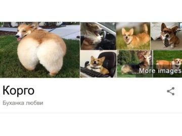 Паблик о собаках пародирует справки Google