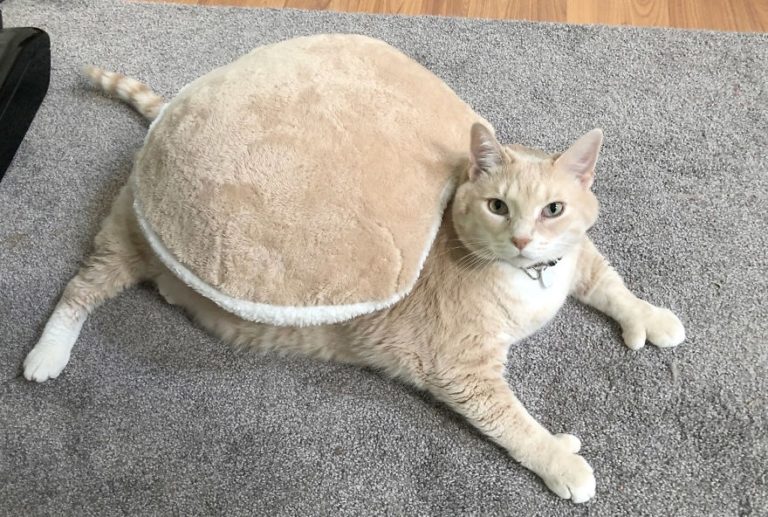 Кот-толстяк Бронсон