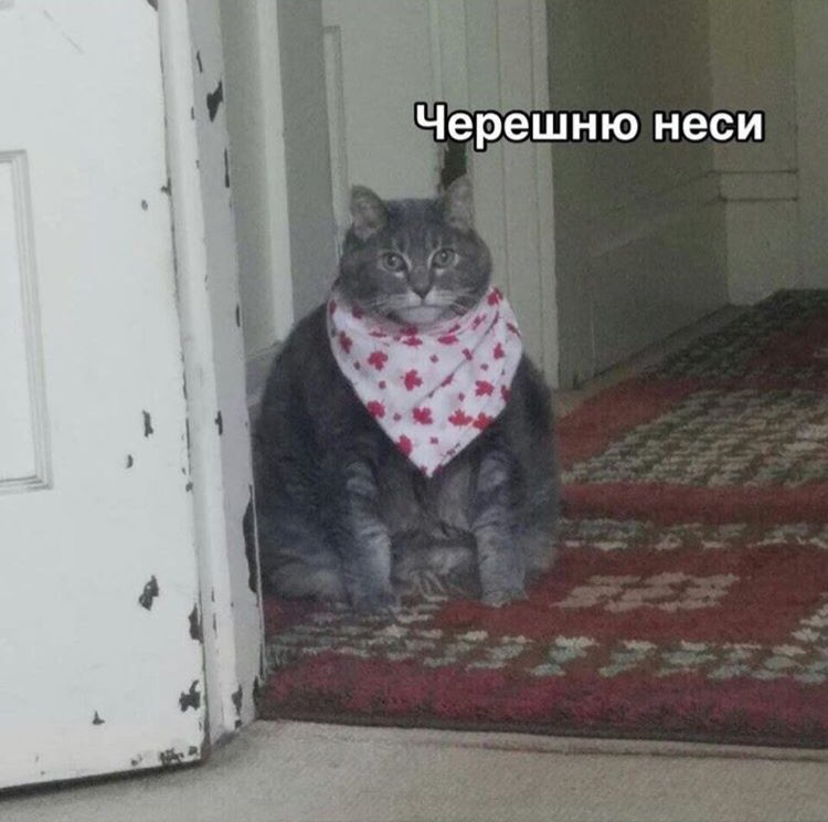 Есть чо покушот кот в слюнявчике мем