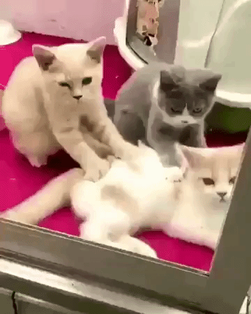 giphy-2.gif