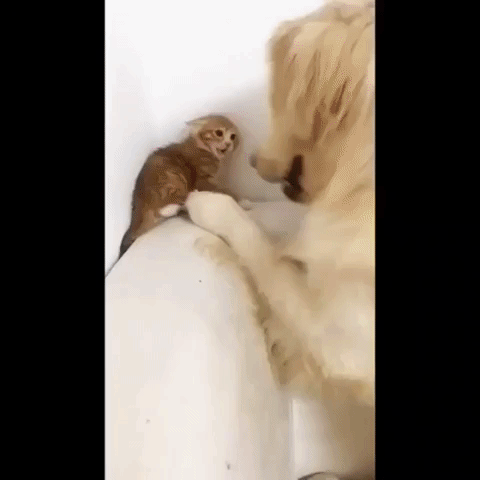 giphy-3.gif