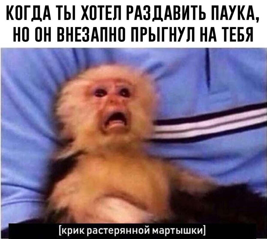 Крик растерянной мартышки Крик растерянной мартышки