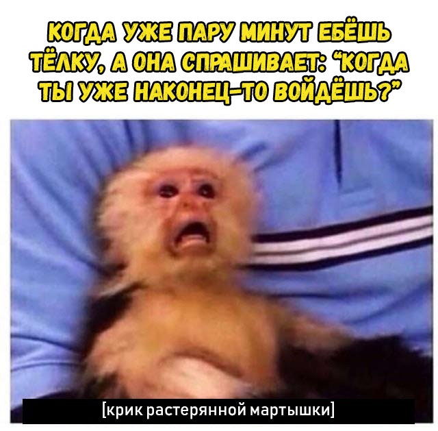 Крик растерянной мартышки Крик растерянной мартышки