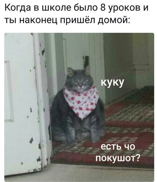Есть чо покушот кот в слюнявчике мем