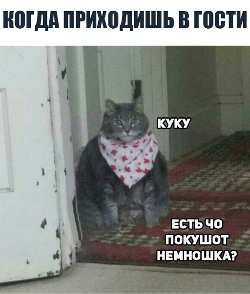 Есть чо покушот кот в слюнявчике мем