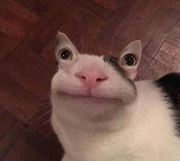 Вежливый кот