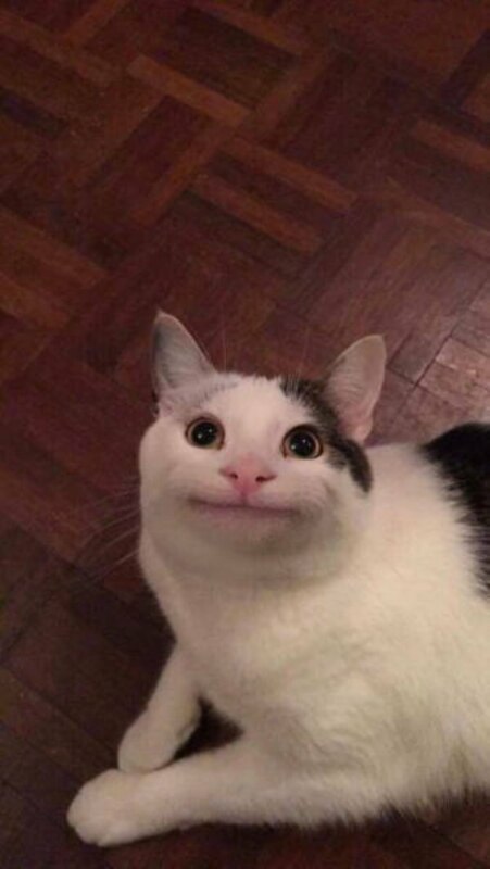 Вежливый кот