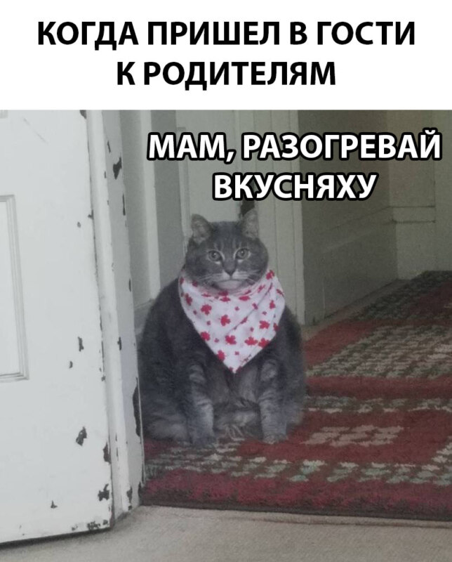 Есть чо покушот кот в слюнявчике мем