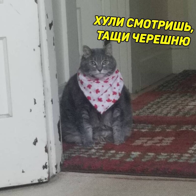 Есть чо покушот кот в слюнявчике мем