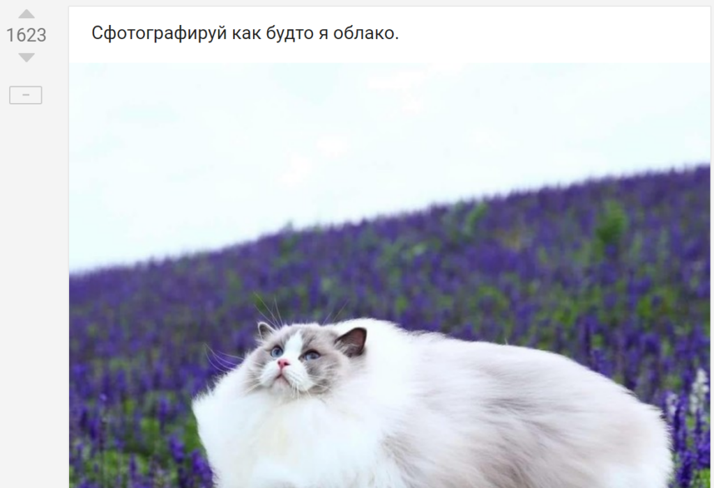 кот в лавандовом поле кот в лавандовом поле
