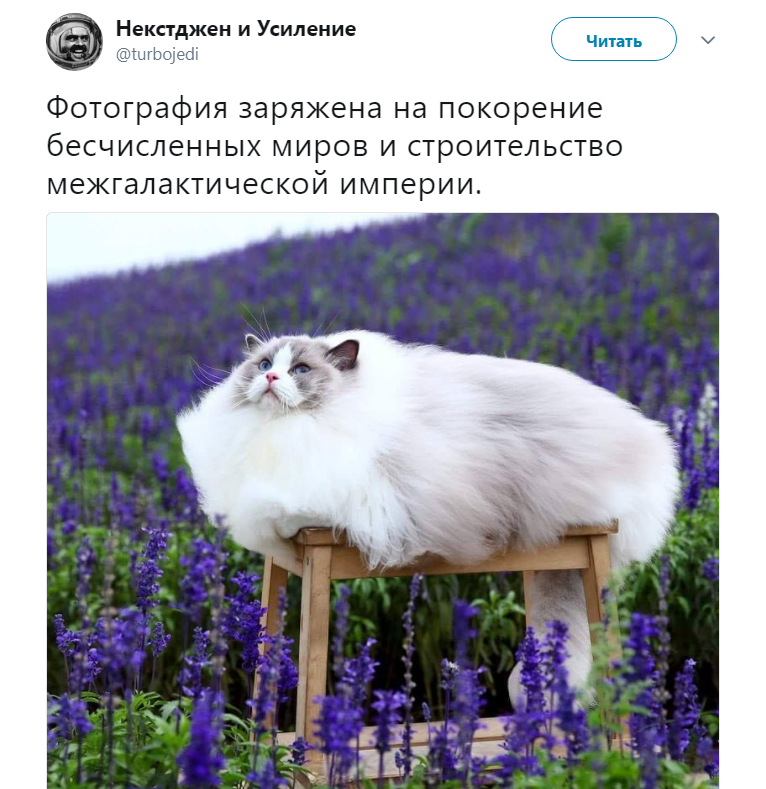кот в лавандовом поле кот в лавандовом поле