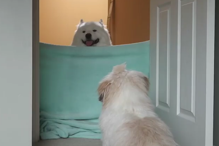What The Fluff Challenge
