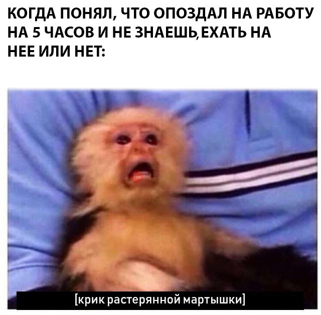 Крик растерянной мартышки Крик растерянной мартышки