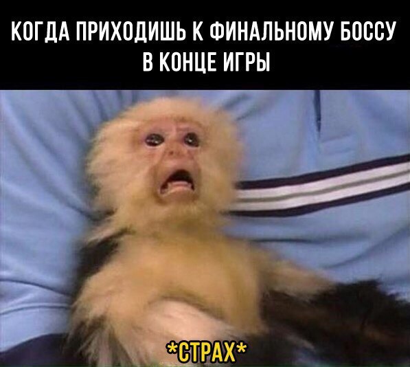 Крик растерянной мартышки Крик растерянной мартышки